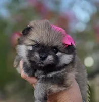 Liberty , a female Pomeranian for sale in Redding, CA – 4 of 10
