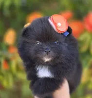 Mona Lisa AKC , a female Pomeranian for sale in Redding, CA – 8 of 10