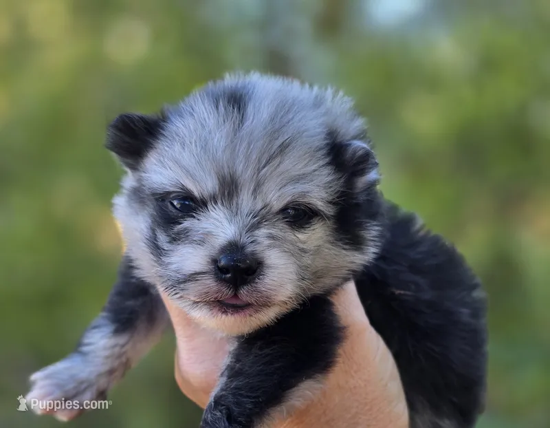 Starry Starry Night  – Pomeranian puppy for sale in Anderson, CA