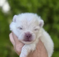 Prodigal Son, a male Pomeranian for sale in Anderson, CA – 7 of 9