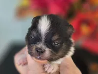 Poet AKC , a male Pomeranian for sale in Redding, CA – 5 of 8