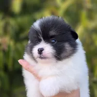 Zion , a male Pomeranian for sale in Anderson, CA – 3 of 7