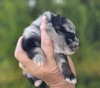 Starry Starry Night , a male Pomeranian for sale in Anderson, CA – 2 of 10