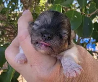 Bentley , a male Pomeranian for sale in Redding, CA – 4 of 7