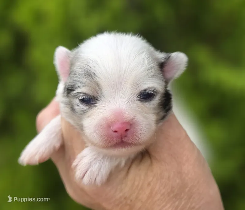 Angelo – Pomeranian puppy for sale in Redding, CA