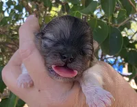 Bentley , a male Pomeranian for sale in Redding, CA – 3 of 7