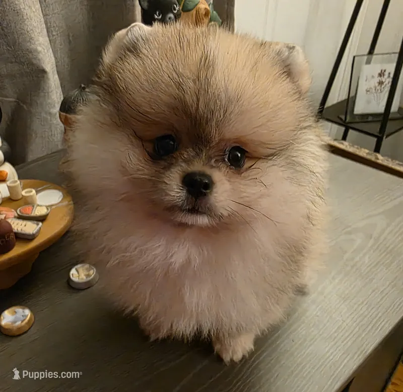 DaVinci AKC  – Pomeranian puppy for sale in Redding, CA
