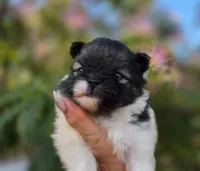 America , a female Pomeranian for sale in Redding, CA – 3 of 10