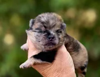 Affogato AKC , a male Pomeranian for sale in Redding, CA – 10 of 10