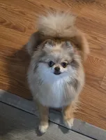 Biscotti, a female Pomeranian for sale in Redding, CA – 3 of 4