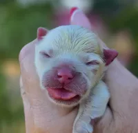 Elysium , a female Pomeranian for sale in Redding, CA – 8 of 8