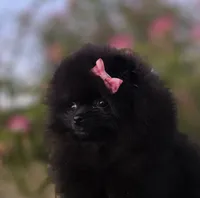 Itsy Bitsy , a female Pomeranian for sale in Redding, CA – 2 of 8