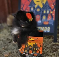 Mona Lisa AKC Full, a female Pomeranian for sale in Redding, CA – 7 of 9