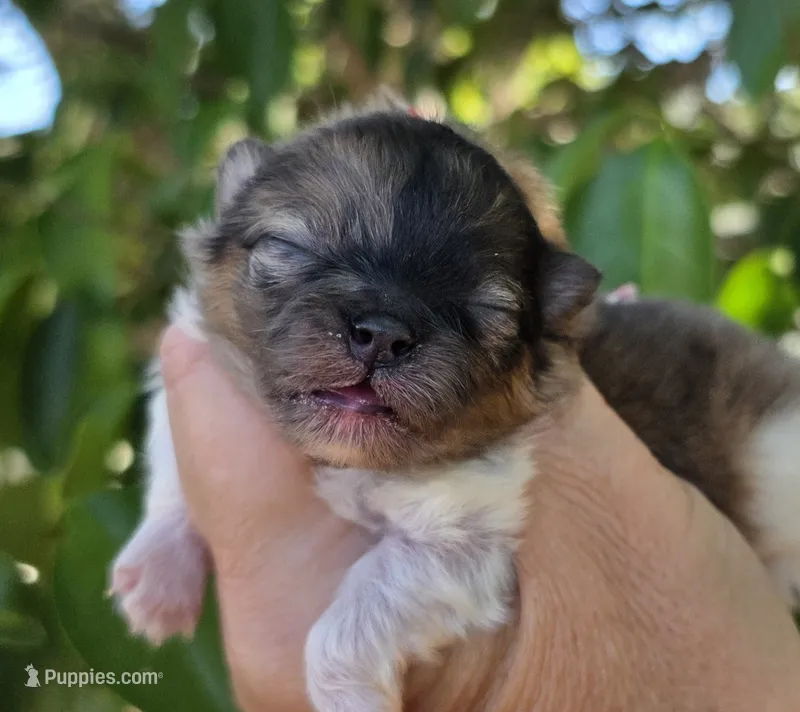 Bentley  – Pomeranian puppy for sale in Redding, CA