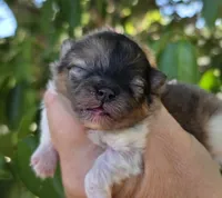 Bentley , a male Pomeranian for sale in Redding, CA – 1 of 7