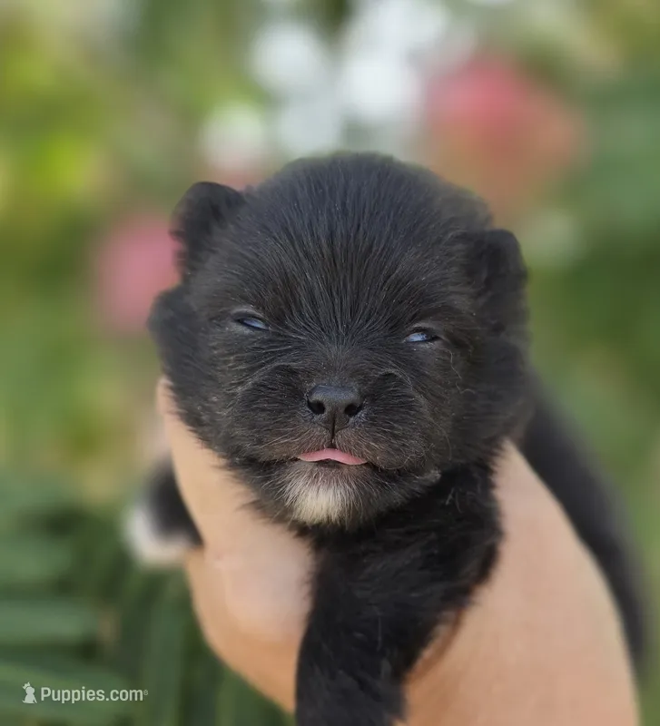 Mona Lisa  – Pomeranian puppy for sale in Redding, CA