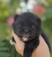 Mona Lisa , a female Pomeranian for sale in Anderson, CA – 1 of 8