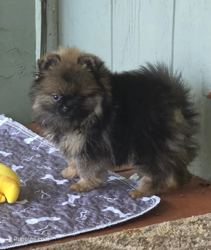 Wookie  – Pomeranian puppy for sale in Redding, CA