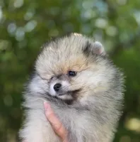 Finnigan, a male Pomeranian for sale in Redding, CA – 4 of 10