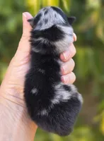 Starry Starry Night , a male Pomeranian for sale in Redding, CA – 8 of 8