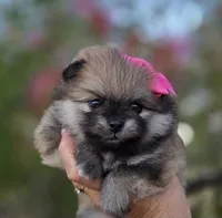 Liberty , a female Pomeranian for sale in Redding, CA – 7 of 10