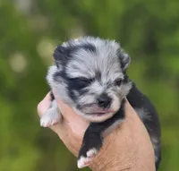 Starry Starry Night , a male Pomeranian for sale in Anderson, CA – 3 of 10