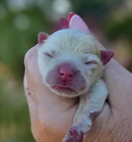 Elysium , a female Pomeranian for sale in Redding, CA – 6 of 8