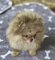 Cadbury , a male Pomeranian for sale in Redding, CA – 8 of 9