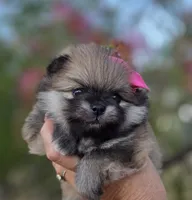 Liberty , a female Pomeranian for sale in Redding, CA – 3 of 10