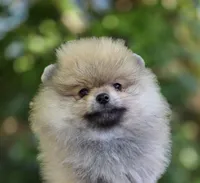 Danny boy , a male Pomeranian for sale in Redding, CA – 2 of 6