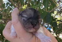 Bentley , a male Pomeranian for sale in Redding, CA – 6 of 7
