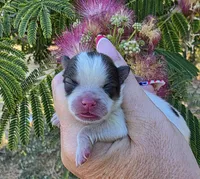 Nirvana , a female Pomeranian for sale in Redding, CA – 5 of 10