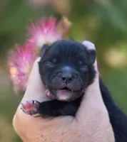 Mona Lisa , a female Pomeranian for sale in Redding, CA – 3 of 9