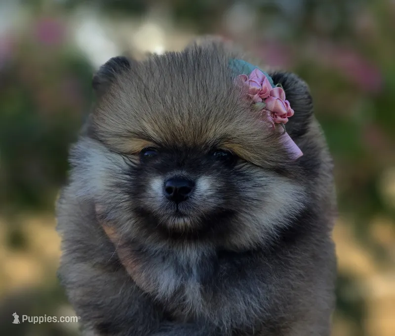 Liberty  – Pomeranian puppy for sale in Redding, CA