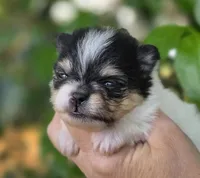 Rumor , a female Pomeranian for sale in Redding, CA – Photo 6 of 7