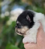 Rumor , a female Pomeranian for sale in Redding, CA – Photo 2 of 7