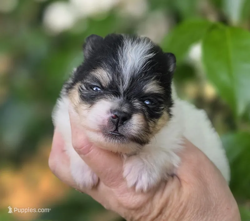 Rumor , a female Pomeranian for sale in Redding, CA – Photo 1 of 7