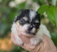 Rumor , a female Pomeranian for sale in Redding, CA – Photo 3 of 7