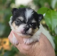 Rumor , a female Pomeranian for sale in Redding, CA – Photo 7 of 7