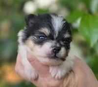 Rumor , a female Pomeranian for sale in Redding, CA – Photo 4 of 7