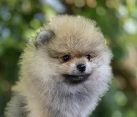 Danny boy , a male Pomeranian for sale in Redding, CA – 3 of 6