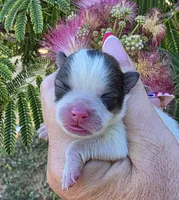 Nirvana , a female Pomeranian for sale in Redding, CA – 4 of 10