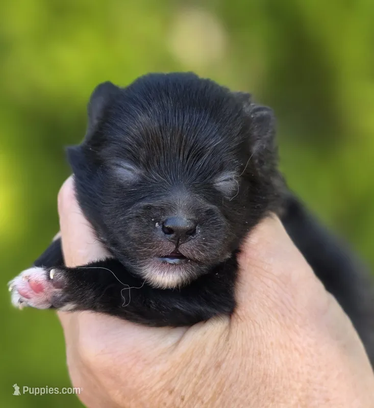Mona Lisa  – Pomeranian puppy for sale in Redding, CA