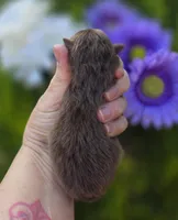 Godiva , a female Pomeranian for sale in Redding, CA – Photo 7 of 8