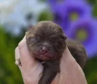 Godiva , a female Pomeranian for sale in Redding, CA – Photo 3 of 8