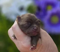 Godiva , a female Pomeranian for sale in Redding, CA – Photo 5 of 8