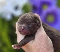 Godiva , a female Pomeranian for sale in Redding, CA – Photo 6 of 8