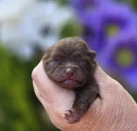 Godiva , a female Pomeranian for sale in Redding, CA – Photo 8 of 8