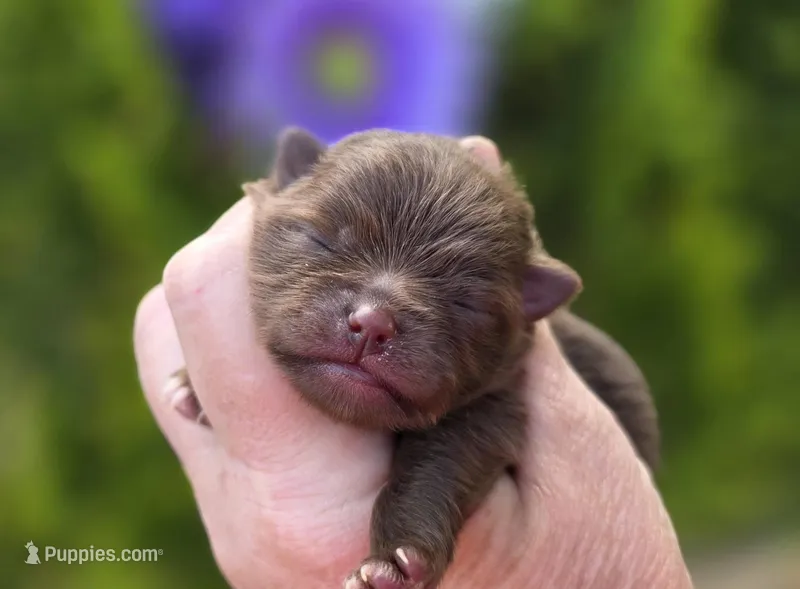 Godiva  – Pomeranian puppy for sale in Redding, CA