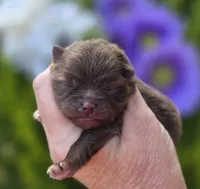 Godiva , a female Pomeranian for sale in Redding, CA – Photo 2 of 8